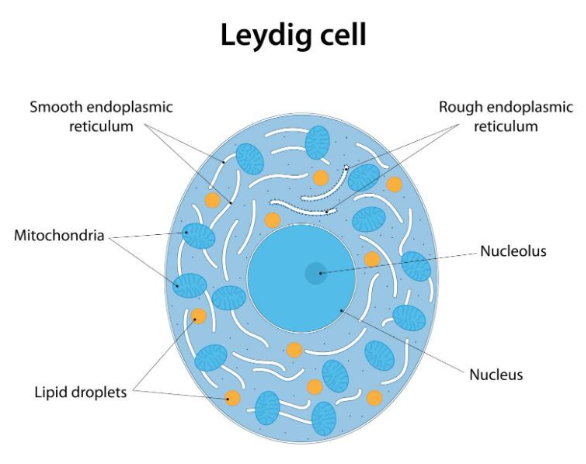 Infographic image showing the Leydig Cell The Leydig Cell Broken Down